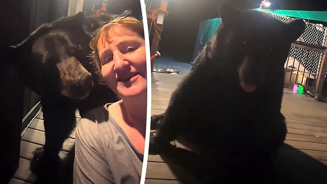 Urso-negro senta-se calmamente mesmo atrás da mulher impassível filmando na varanda à noite