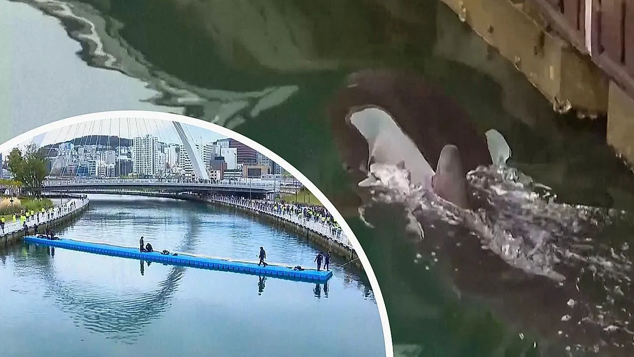 Internet-Star „Bukangi“: Verirrter Hai in Busan aus Kanal gerettet
