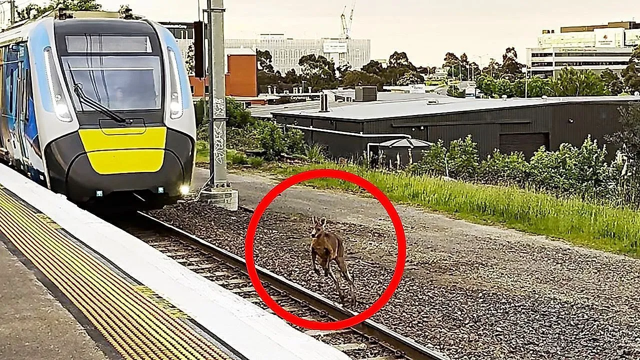 Daredevil kangaroo leaps across tracks seconds before oncoming train