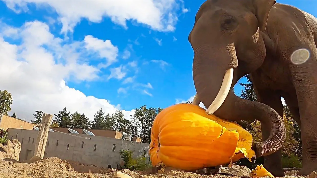 Elephant flattens 500-pound pumpkin in annual Halloween squash-smashing tradition