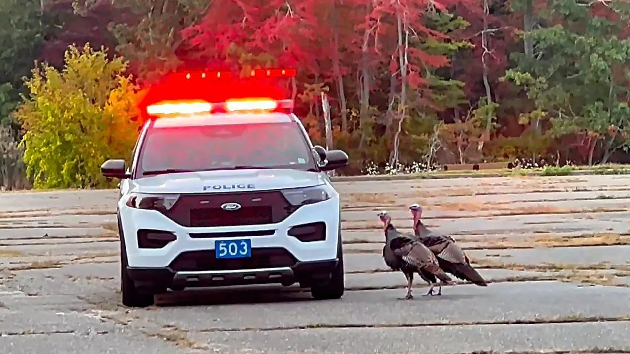 Officer warns public about wild turkeys – then the birds chase his cruiser off the lot
