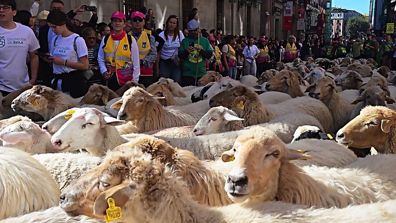 Over 1,000 sheep take over central Madrid in annual livestock parade