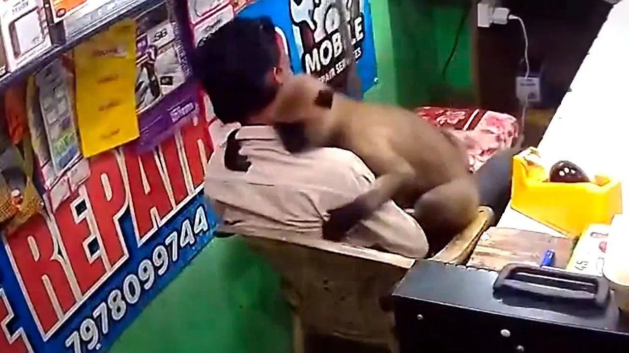 Monkey storms phone shop to wrap owner in a big hug