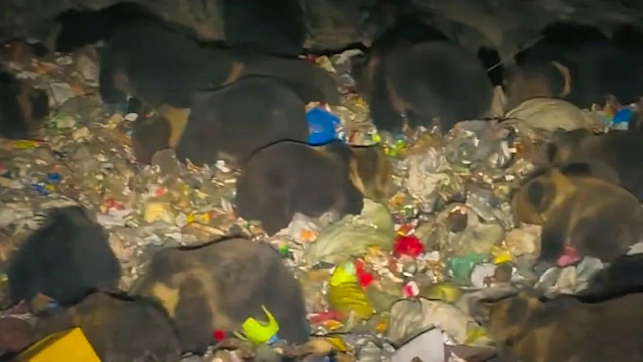 Lost driver stumbles onto Tibet garbage dump and finds more than 20 bears