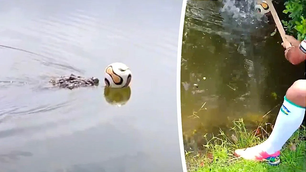 Alligator snatches ball after soccer players kick it into Brazilian lake