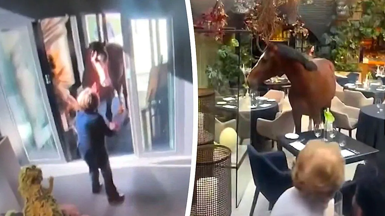 Horse walks into five-star Belgian hotel restaurant during lunch service