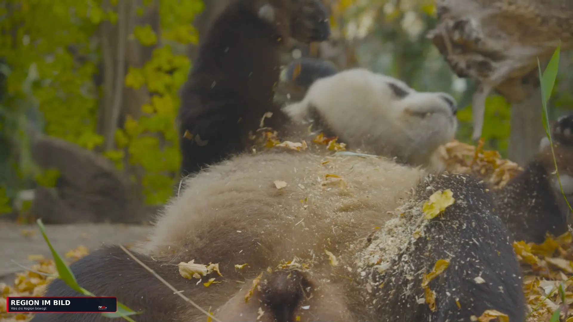 Große Pandas in Herbstlaune - Laubspaß im Tiergarten Schönbrunn