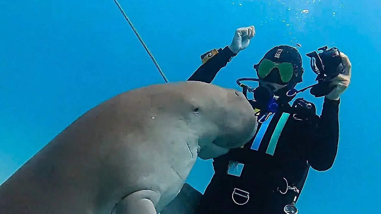 Curious dugong snuggles up to diver off the coast of East Timor