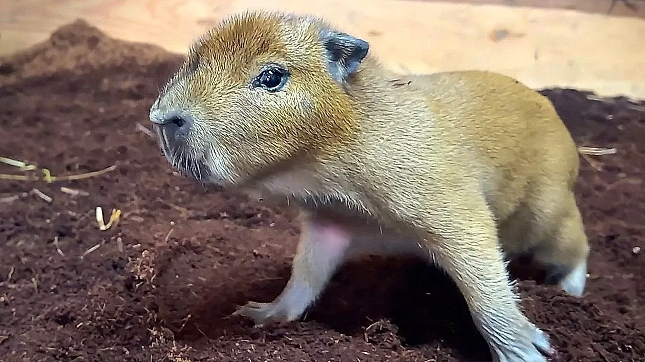 Three baby capybaras arrive overnight at Edinburgh Zoo
