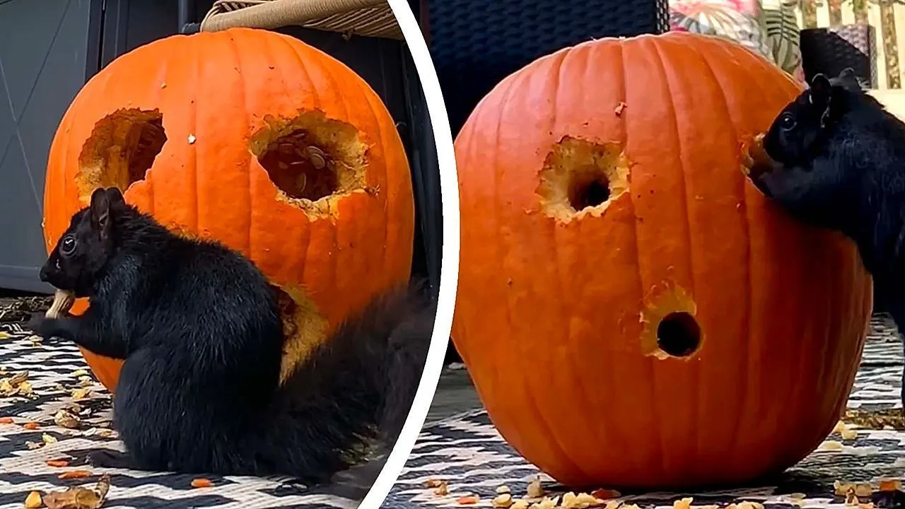 Squirrels do all the work carving Jack-O'-Lantern pumpkin for peanuts