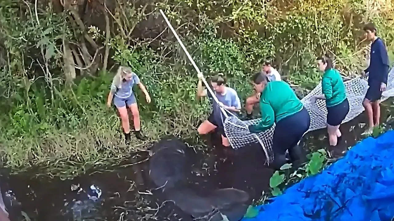 Stranded manatee rescued from shallow ditch in Florida after king tides